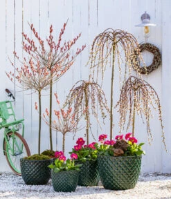 Dehner Keramik-Topf Elite 13 Dehner Keramik-Topf Elite -Markenqualität 7464738 8816498 6705461 WE MO 001 KaetzchenweideStaengelprimelTopfElite