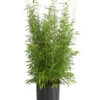 Gartenbambus 'Brillant' -Markenqualität 7470792 WE FS 003 SinarundinariaBrillant13LDehnerExpressHerzig