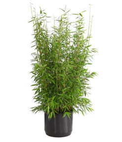 Gartenbambus 'Brillant'