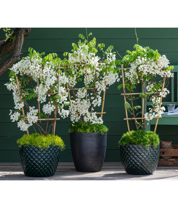 Dehner Keramik-Topf Elite 5 Dehner Keramik-Topf Elite – Bild 3