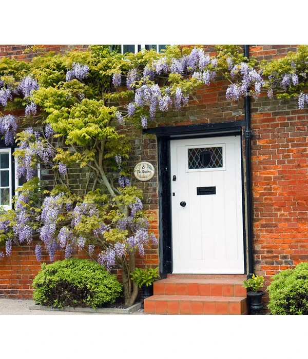 Chinesischer Blauregen - Wisterie, Blau 4 Chinesischer Blauregen - Wisterie, Blau – Bild 2