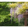 Dehner Blauregen 'Amethyst Falls'® -Markenqualität 7543903 PR DE WisteriaAmethystFallsPixabay