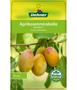 Dehner Aprikosenmirabelle 'Aprimira' -Markenqualität 7600851 AprikosenmirabelleAprimira Etikett 1