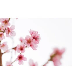 Gelbfleischiger Pfirsich -Markenqualität 7728843 PR DE 001 Pfirsich7LDehnerExpressZS