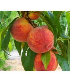 Gelbfleischiger Pfirsich -Markenqualität 7728843 PR DE 001 PrunusPfirsichGelbfleischigPixabay