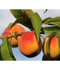 Gelbfleischiger Pfirsich