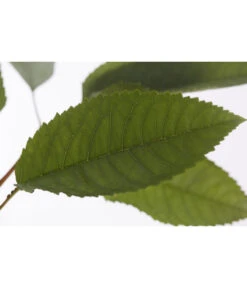 Winterapfel 'Pinova' 13 Winterapfel 'Pinova' -Markenqualität 7729361 PR DE 001 ApfelPinovaMalusBusch95LiterDehnerExpressZS