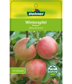 Winterapfel 'Pinova' 14 Winterapfel 'Pinova' -Markenqualität 7729361 WinterapfelPinova Etikett 1