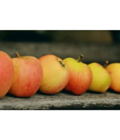 Winterapfel 'Pinova' 11 Winterapfel 'Pinova' -Markenqualität 7729403 WE MO 001 ApfelPinovaPixabay