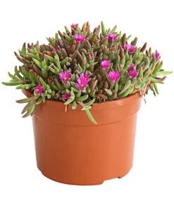 Mittagsblume 'Firespinner' -Markenqualität 8003162 WE FS 003 DelospermaFirespinnerMittagsblumeFirespinnerT12DehnerExpressHerzig