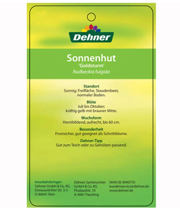 Sonnenhut 'Goldsturm' 7 Sonnenhut 'Goldsturm' – Bild 5