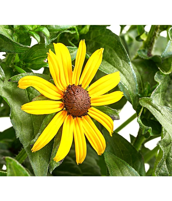 Sonnenhut 'Goldsturm' 3 Sonnenhut 'Goldsturm'