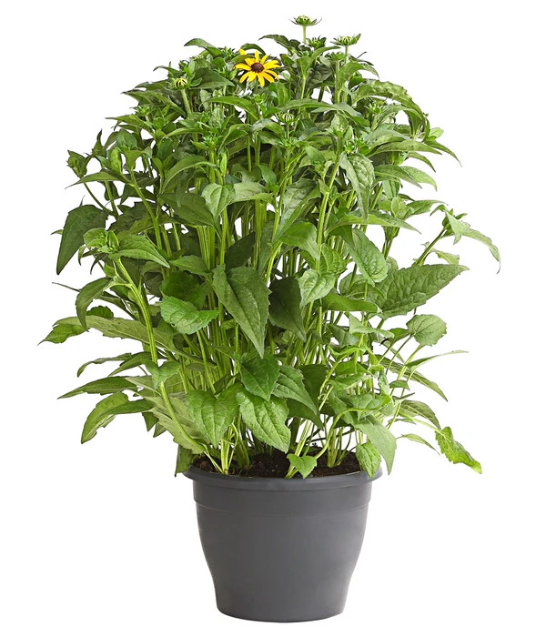 Sonnenhut 'Goldsturm' 4 Sonnenhut 'Goldsturm' – Bild 2