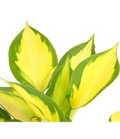 Funkie 'Forbidden Fruit' -Markenqualität 8029191 PR DE 001 HostaFunkieOrangeMarmaladeDehnerExpressHerzig