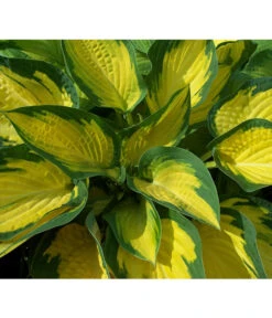 Markenqualität -Markenqualität 8029191 PR DE 001 HostaOrangeMarmaladeAllgreen