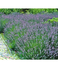 Lavendel 8 Lavendel -Markenqualität 8034126 BildFS 001 LavendelLavendelHidcoteHx