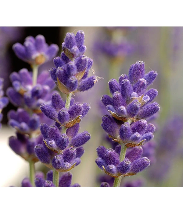 Lavendel 3 Lavendel