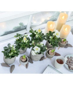 Dehner LED-Kerze -Markenqualität 8095242 WE MO 001 ChristroseChristmasCarolWeihnachtsstern