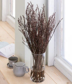 Sumpfkätzchen-Bund, Ca. 80-100 Cm -Markenqualität 8149254 WE MO 001 SumpfkaetzchenHandbund