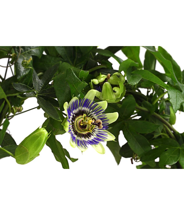 Blaue Passionsblume 4 Blaue Passionsblume – Bild 2