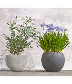 Dehner Leichtbeton-Topf Balloon Stone, Grau -Markenqualität 8278251 WE MO 002 8586141 8587438 AgapanthusTwisterEucalyptusGunniBuschT24LapisLazuliUveSauerBL0218 1