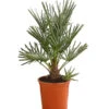 Blaue Zwergpalme -Markenqualität 8584401 WE FS 001 ChamaeropsHumillisOWCeriferaT18DehnerExpressHerzig