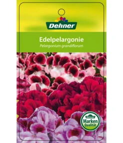 Edelgeranie, Stämmchen -Markenqualität 8585275 Edelpelargonie 04022016 1
