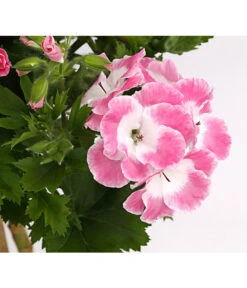 Edelgeranie, Stämmchen -Markenqualität 8585275 PR DE 001 EdelpelargonienStammT19DehnerExpressHerzig
