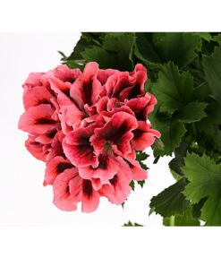 Edelgeranie, Stämmchen -Markenqualität 8585275 PR DE 002 EdelpelargonienStammT19DehnerExpressHerzig