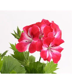 Edelgeranie, Stämmchen -Markenqualität 8585275 PR DE 003 EdelpelargonienStammT19DehnerExpressHerzig