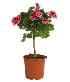 Edelgeranie, Stämmchen -Markenqualität 8585275 PR FS 002 EdelpelargonienStammT19DehnerExpressHerzig