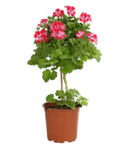 Edelgeranie, Stämmchen -Markenqualität 8585275 PR FS 003 EdelpelargonienStammT19DehnerExpressHerzig