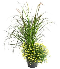 Herbst-Chrysantheme Mit Ziergras