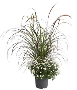 Herbst-Chrysantheme Mit Ziergras -Markenqualität 8594269 PR FS 003 ChrysanthemumMultifloraMitPennisetumRubrumT25OWDehnerExpressHerzig