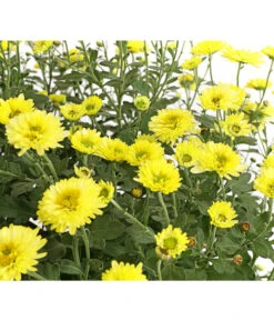 Herbst-Chrysantheme Mit Ziergras -Markenqualität 8594269 WE DE 001 ChrysanthemumMultifloraMitPennisetumRubrum25DehnerExpressHerzig