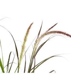 Herbst-Chrysantheme Mit Ziergras -Markenqualität 8594269 WE DE 004 ChrysanthemumMultifloraMitPennisetumRubrum25DehnerExpressHerzig