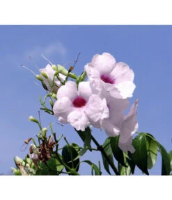 Laubenwein -Markenqualität 8600397 WE MO 001 PandoreajasminoidesPixabay