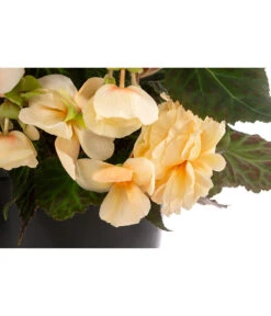 Hängebegonie 'Champagner', Ampel -Markenqualität 8604712 WE DE 002 HaengebegonieChampT27