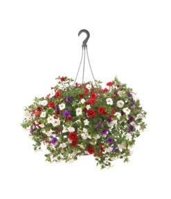 Minihängepetunien-Trio, Ampel