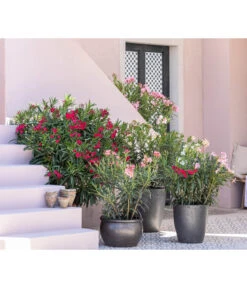 Dehner Keramik-Topf Bavaria, Bauchig -Markenqualität 8753139 WE MO 001 OleanderNeriumOleander 1