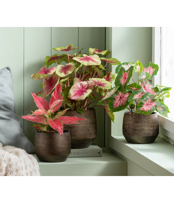 Dehner Keramik-Übertopf Mathea, Bauchig, Gold/braun 4 Dehner Keramik-Übertopf Mathea, Bauchig, Gold/braun – Bild 2