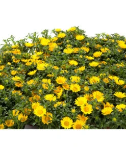 Goldtaler -Markenqualität 8809394 BildD 001 GoldtalerAsteriscusMarit