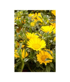 Goldtaler -Markenqualität 8809394 BildD 003 GoldtalerAsteriscusMarit