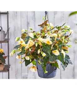 Hängebegonie 'Champagner', Ampel -Markenqualität 8809709 PR MO 003 HaengebegonieChampagner13PBL18UveSauer