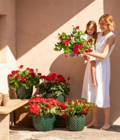 Dehner Keramik-Topf Elite 14 Dehner Keramik-Topf Elite -Markenqualität 8813008 6705461 6705479 6705487 WE MO 001 GeranieRubinHeissesRot