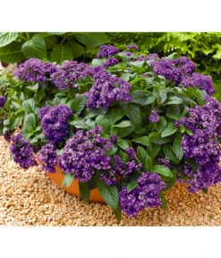 Vanilleblume 9 Vanilleblume -Markenqualität 8814279 BildFS 001 SonnenwendeVanilleblumeHeliotropiumArborescens