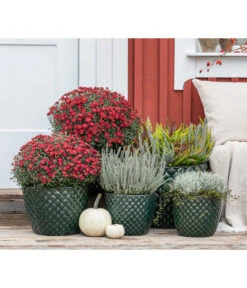 Dehner Keramik-Topf Elite 15 Dehner Keramik-Topf Elite -Markenqualität 8815763 WE MO 001 KnospenheideCallunaFluffyT11