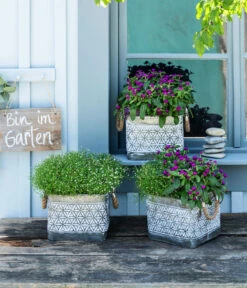 Mauer-Schleierkraut -Markenqualität 8822231 WE MO 001 GypsophilaMuralisSchleierkrautGomphrenaKugelmaranth