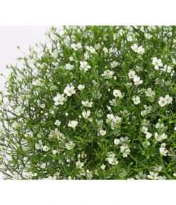 Mauer-Schleierkraut -Markenqualität 8824047 WE DE 001 GypsophyllaSchleierkrautT13 DehnerExpressHerzig
