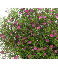 Mauer-Schleierkraut -Markenqualität 8824047 WE DE 002 GypsophyllaSchleierkrautT13 DehnerExpressHerzig